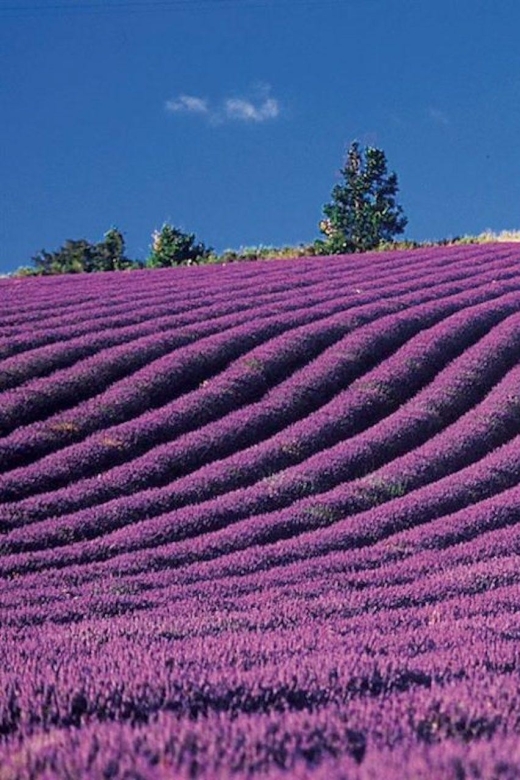 Lavender Fields Tour - Experience Details