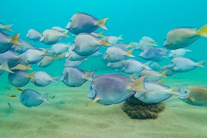 Learn to Snorkel for Families W Children in San Juan, Puerto Rico - Family-Friendly Instruction