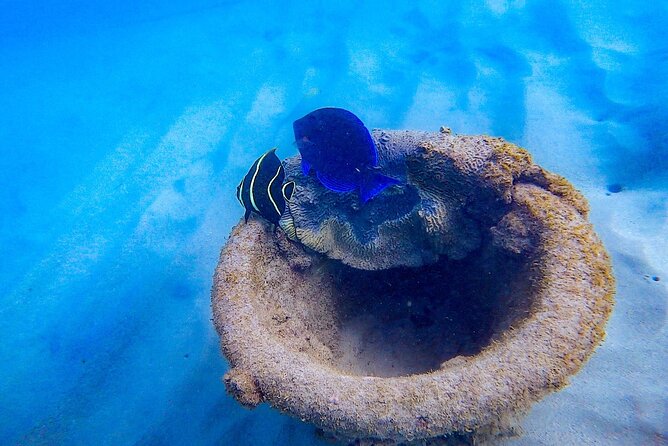 Learn to Snorkel With Fish and Turtles - Exploring Shallow Reef Habitats