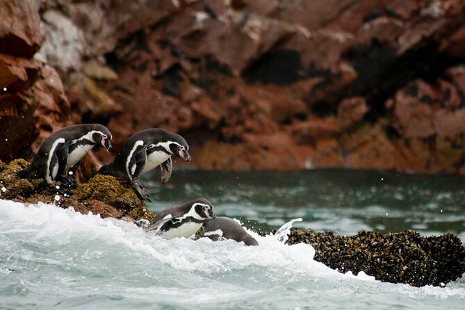 Lima Full Day Tour: Paracas and Huacachina Oasis - Activities in Paracas