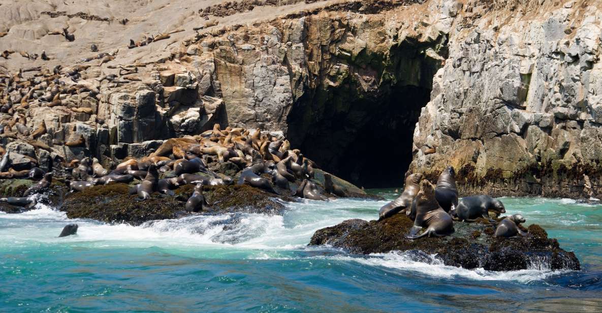 Lima: Sea Lion Swim and Wildlife Palomino Islands Cruise - Inclusions and Equipment