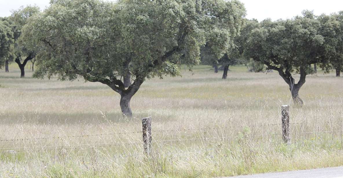 Lisbon: Private Tour to Évora and Cork Factory - Cork Factory Visit