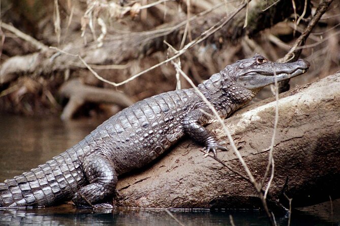 Locally Guided Tambopata Amazon Jungle Tour (4 Days) - Included Accommodations and Meals