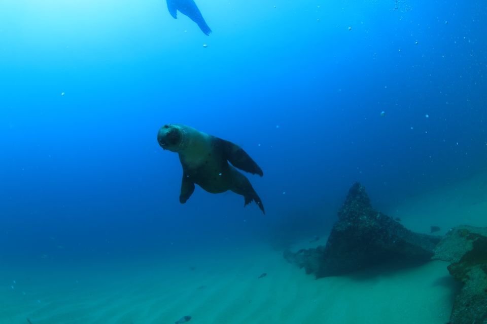 Los Cabos 3-Hour Certified Scuba Diving Tour - Dive Conditions