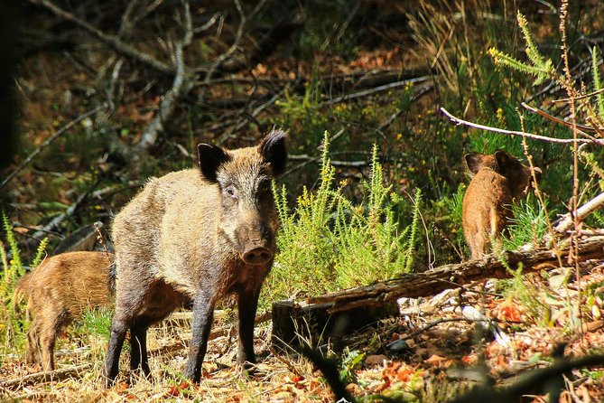 Lousa Mountain Private Tour - Confirmation and Availability