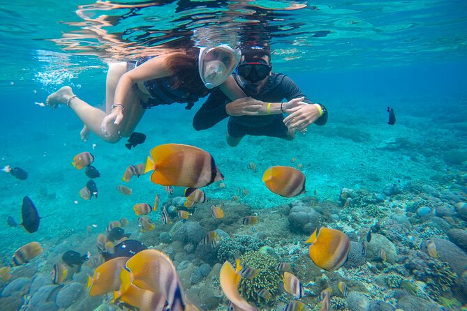 Lovina Dolphin Watching, Swimming, and Snorkeling Experience - Scenic Journey to Lovina Beach