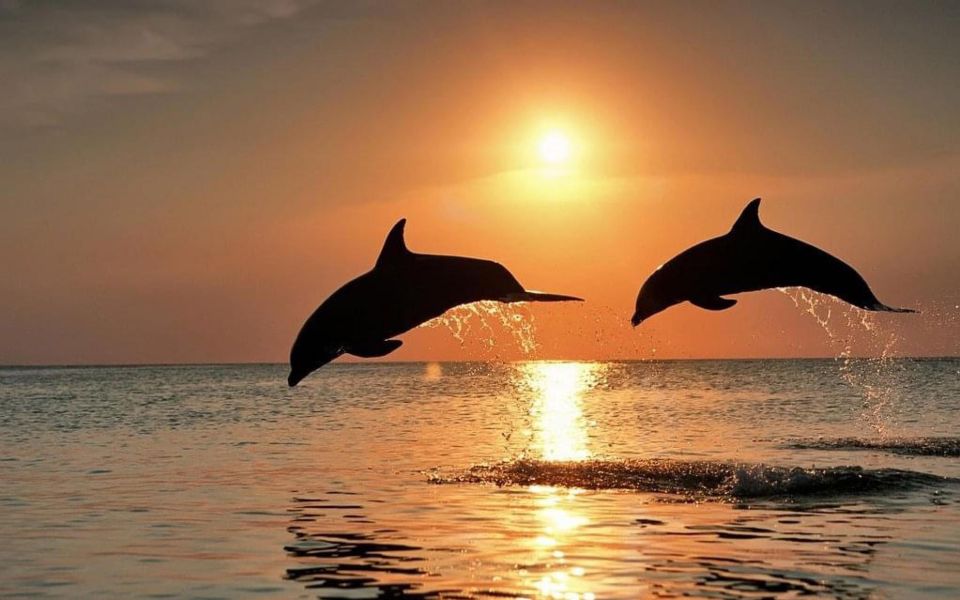 Lovina: Dolphins Experience With Snorkeling or Swimming - Duration and Booking