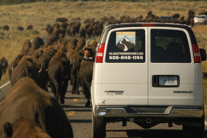 Lower Loop Van Tour From West Yellowstone: Grand Prismatic and Old Faithful - Wildlife Viewing Opportunities