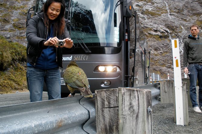 Luxury Milford Sound Coach and Scenic Cruise - Inclusions and Logistics