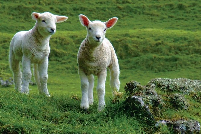 Lyttelton Shore Excursion: Arthurs Pass Day Tour - Accessibility Features