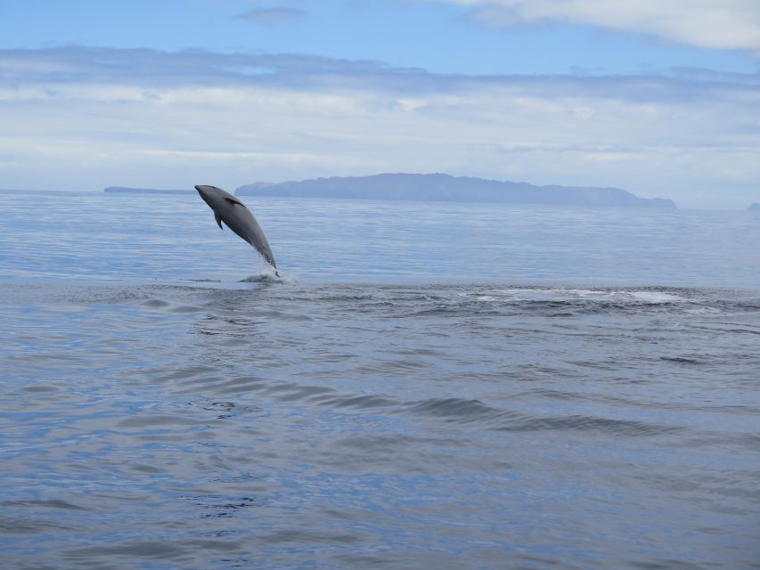 Madeira: Guaranteed Whales or Dolphins Watching Tour - Boat and Crew