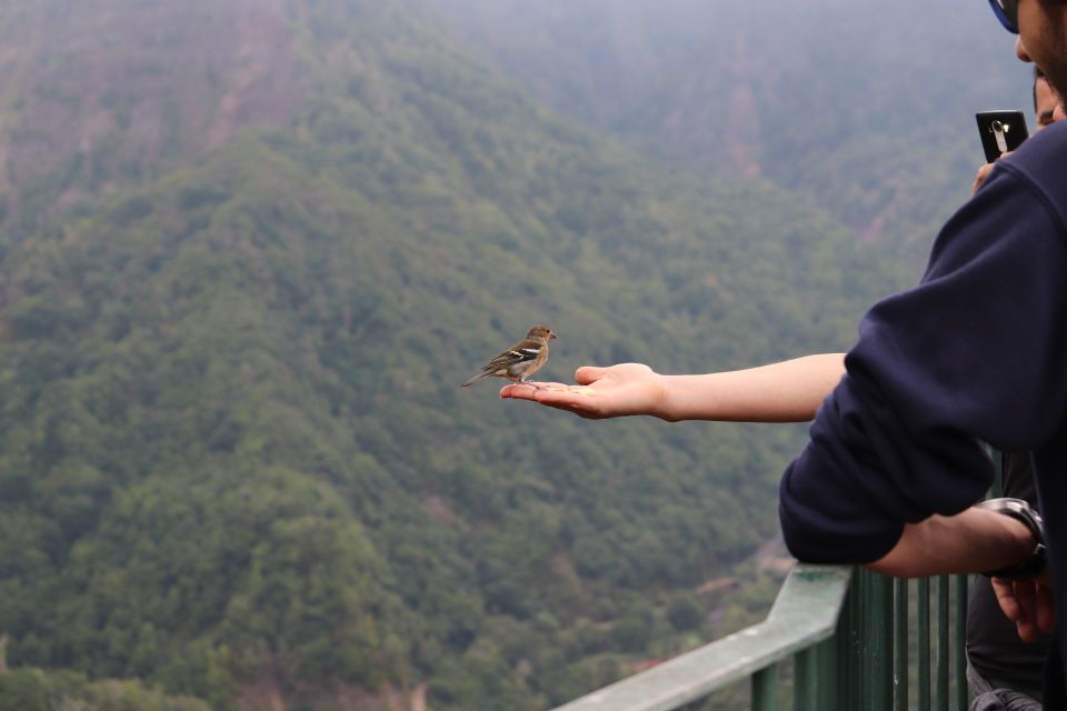 Madeira: Rabacal 25 Fountains Levada Walk & Cabo Girao - Pickup and Transportation Services