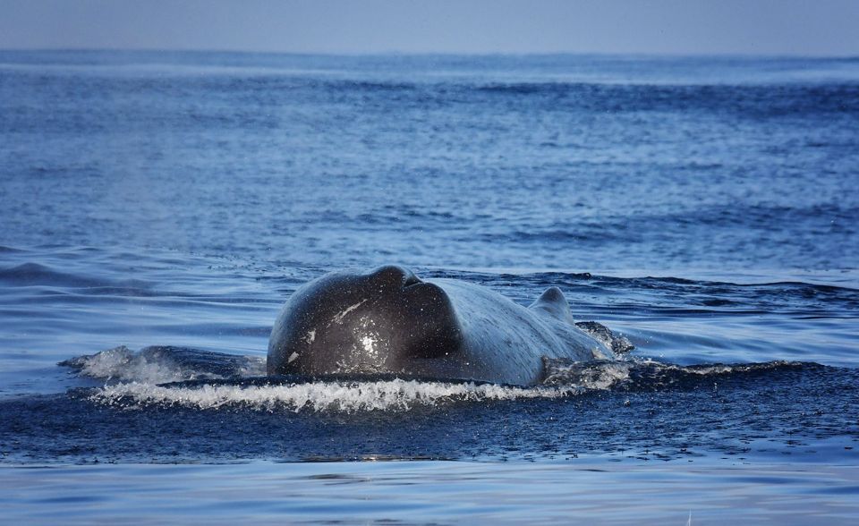 Madeira: Whale Watching Excursion in a Traditional Vessel - Expert Whale Watching Guides