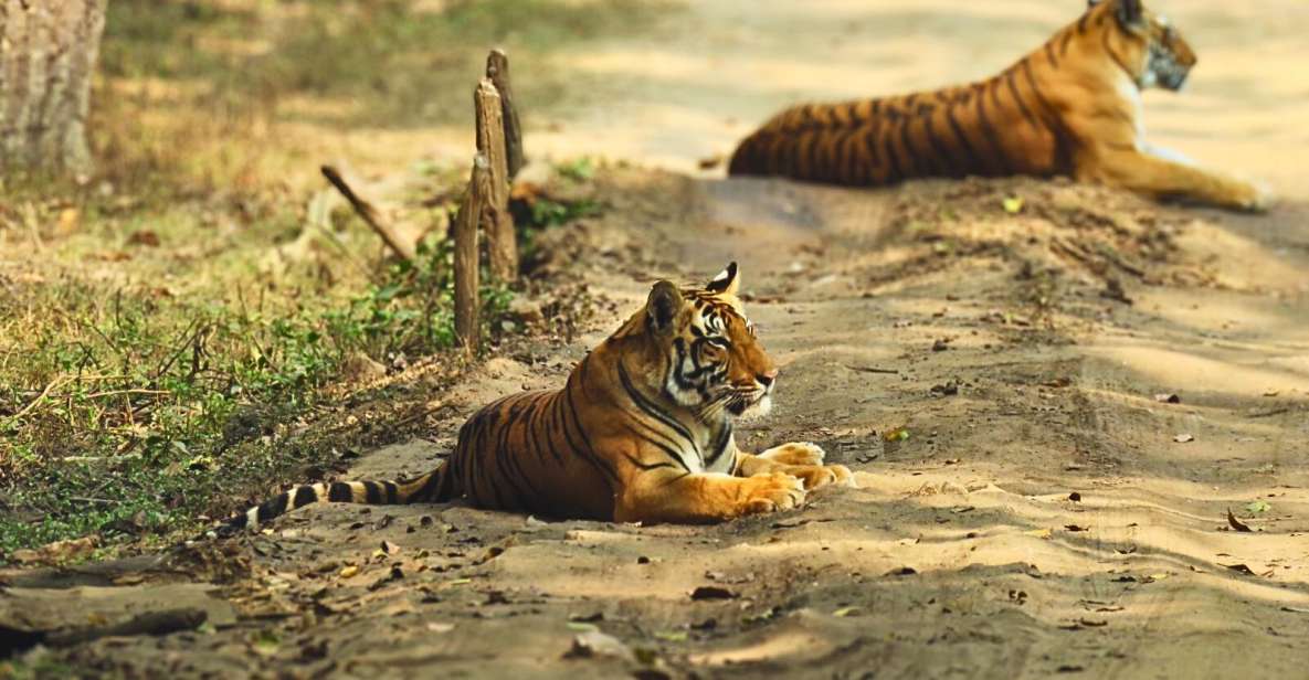 Madhya Pradesh: Kanha National Park Guided Safari Tour - Wildlife Diversity