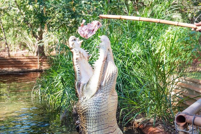 Malcolm Douglas Crocodile Park Tour Including Transportation - Transportation Details