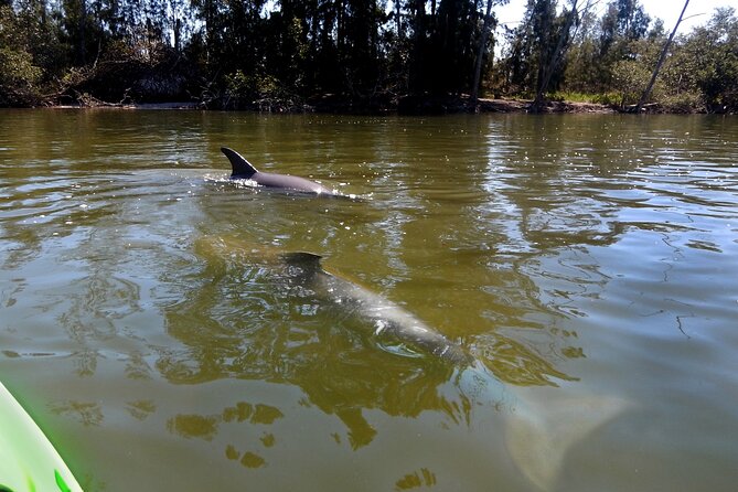 Manatees/Sunset/Bioluminescence Tour - Bioluminescence Experience