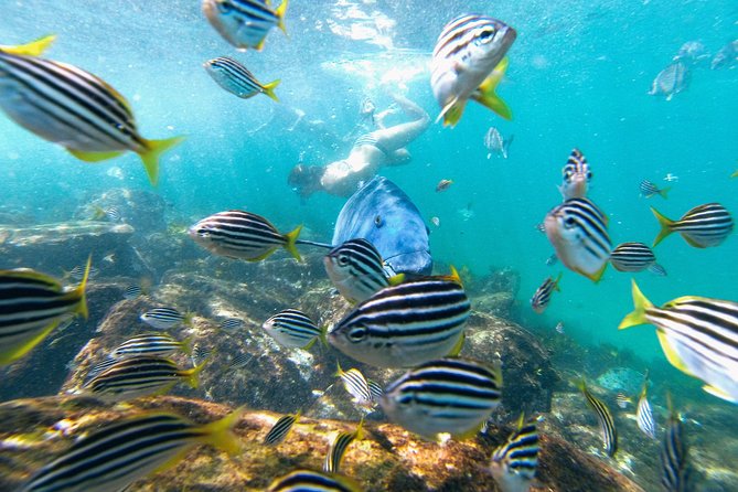 Manly Snorkel Trip and Nature Walk With Local Guide - Snorkeling Experience Details