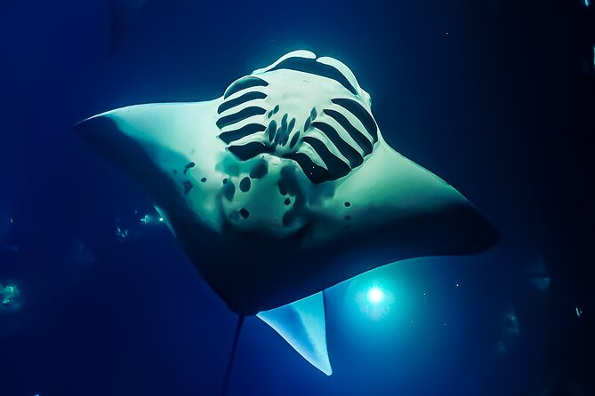 Manta Ray Night Snorkel & Sunset Cruise, Kona, Big Island Hawaii - Whats Included