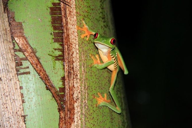 Manuel Antonio Jungle Night Tour With Pick up Included - Safety Precautions