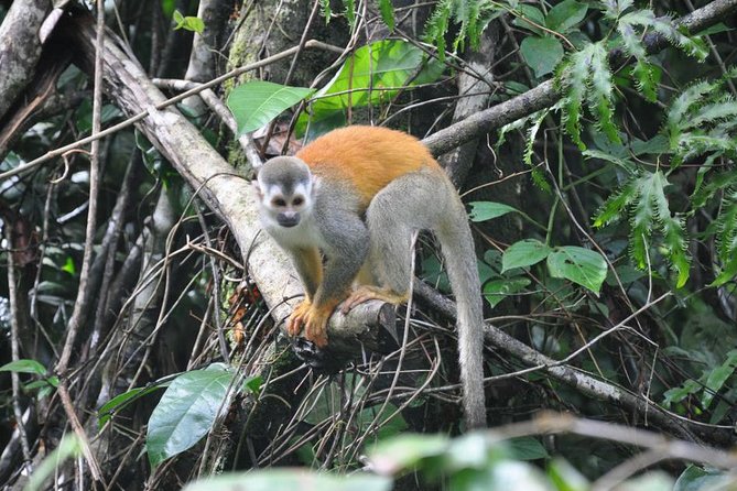 Manuel Antonio National Park Guided Tours - Accessibility Features