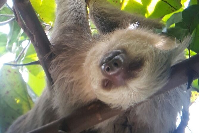 Manuel Antonio National Park Hiking Guided Tour - Wildlife Sightings