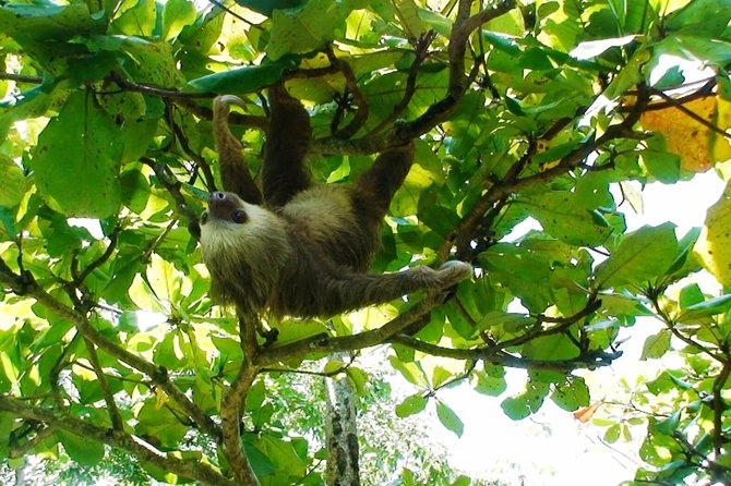 Manuel Antonio National Park Sightseeing and Wildlife Day Tour From San Jose - Participant Guidelines