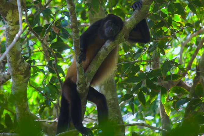 Manuel Antonio National Park Tour - Wildlife and Biodiversity Highlights