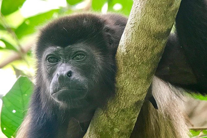 Manuel Antonio National Park Wildlife Tour - Guided Tour Benefits