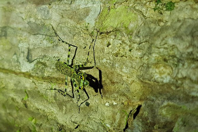 Manuel Antonio Night Tour - Guide and Equipment Provided