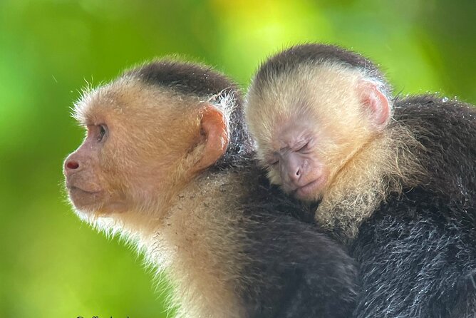 Manuel Antonio With Mauro / Tickets Not Included! - Wildlife Highlighted