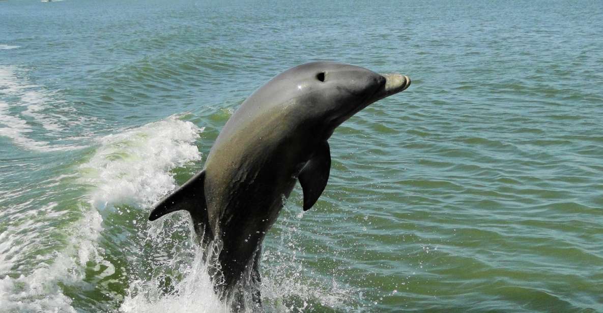 Marco Island: 2-Hour Dolphin, Birding, and Shelling Tour - Barrier Island Exploration