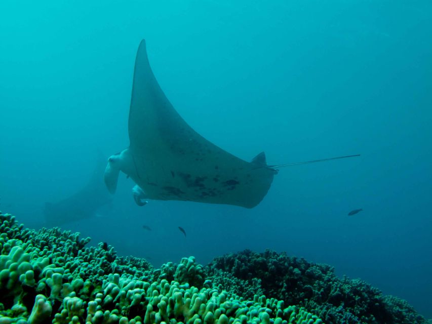 Maui: Eco-Friendly Conservation Dive for Certified Divers - Certified Diver Requirements