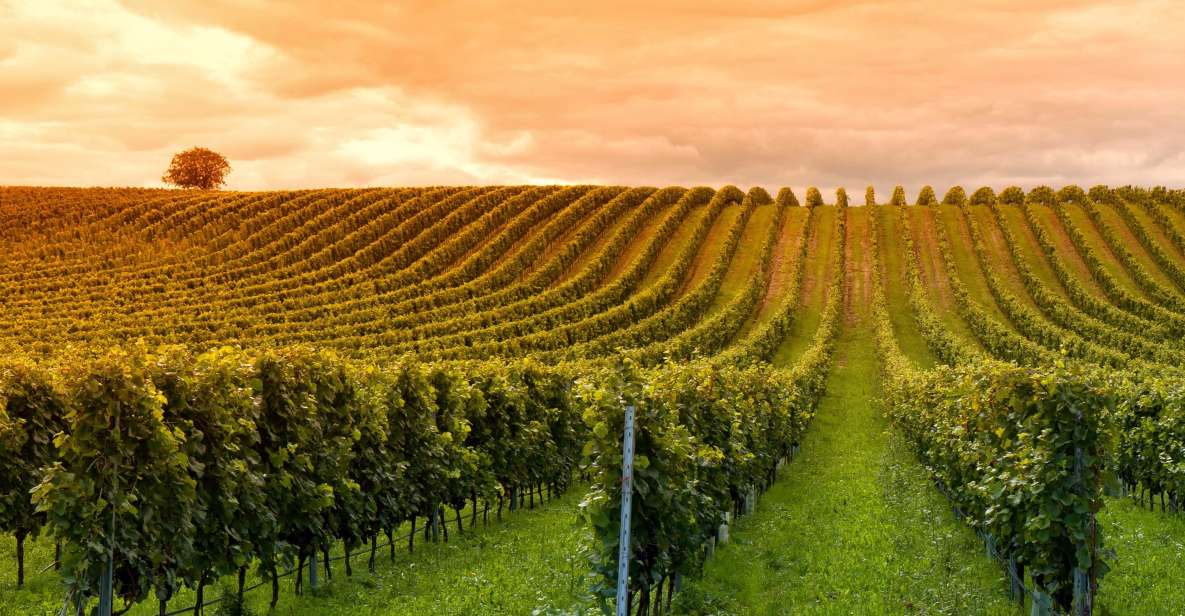 Mendoza: Small-Group Wineries Tour With Tasting and Lunch - Experience Highlights