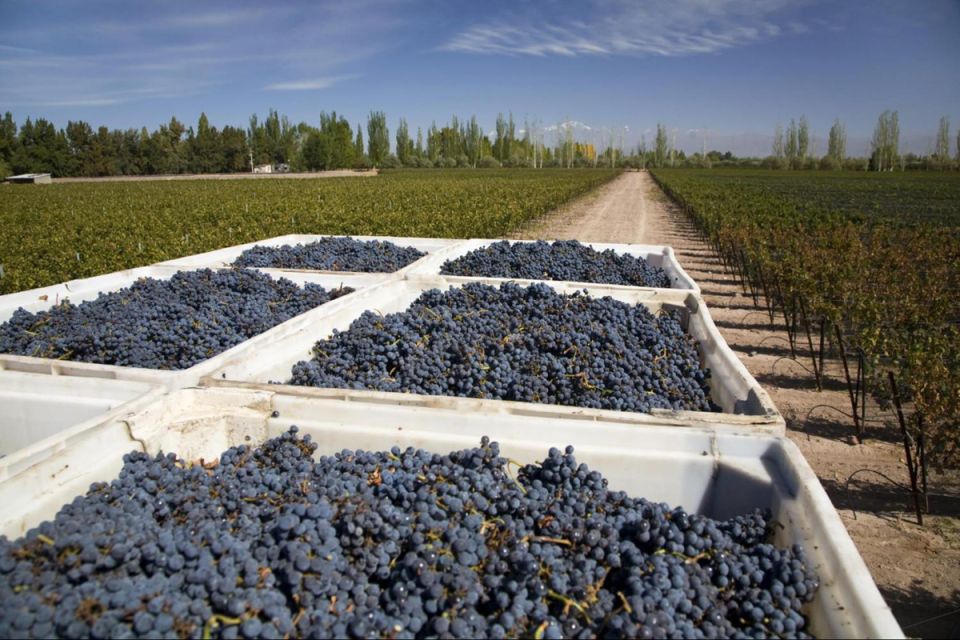 Mendoza: Wine Roads Half‐Day Tour With Regional Lunch - Itinerary Highlights