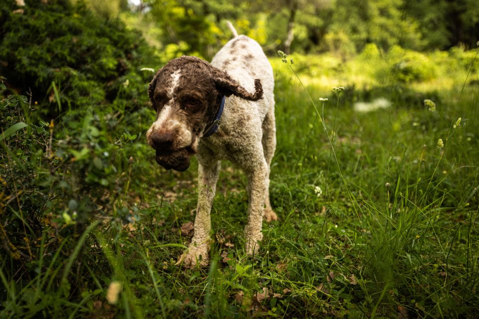 Meteora Truffle Hunting Experience With Lunch & Museum Visit - The Role of Trained Dogs