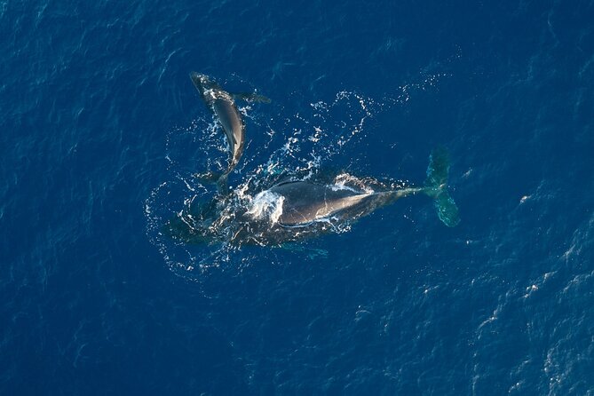 Midday Sail With the Whales Maalaea - Whale Watching Season