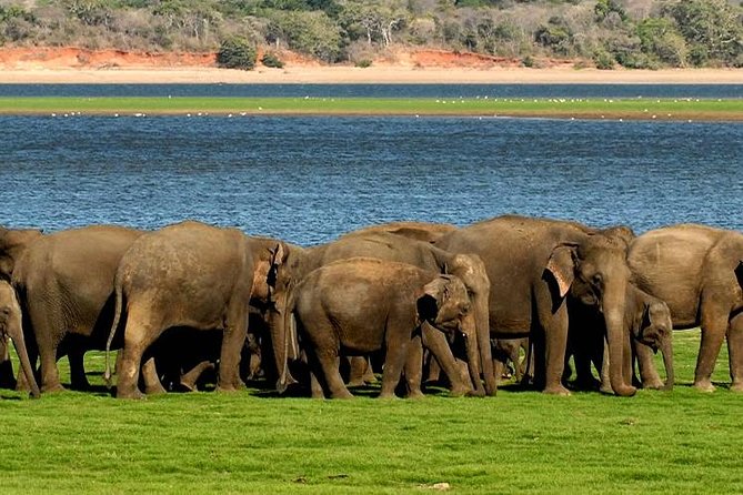 Minneriya Elephant Safari Wth Sigiriya & Dambulla Cave Temples Full Day Tour - Sigiriya Rock Climbing