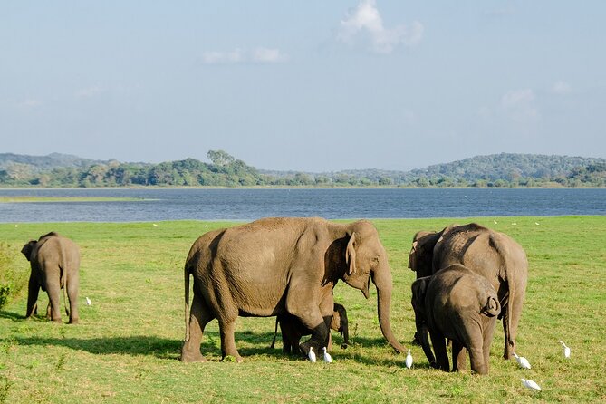 Minneriya National Park Elephant Jeep Safari - Private - Activity Details