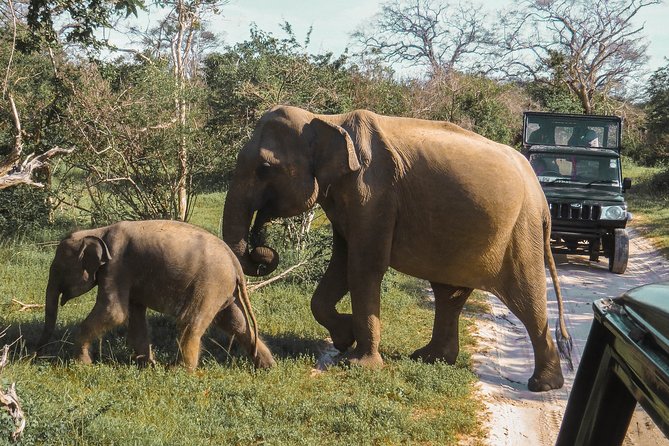 Minneriya National Park Private Safari - Inclusions of the Safari