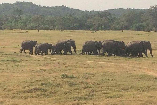 Minneriya National Park Private Safari - Pickup and Drop-off Arrangements