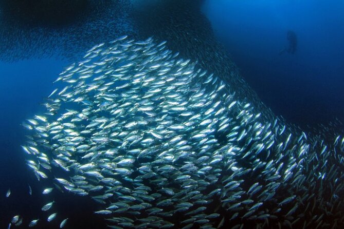 Moalboal Sardines Run Private Tour - Inclusions of the Experience