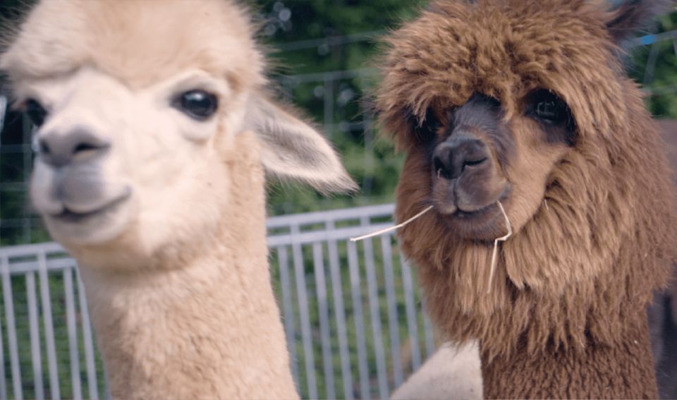 Mödling: Scenic Guided Hike With Alpacas and Llamas - Unique Experience With Animals