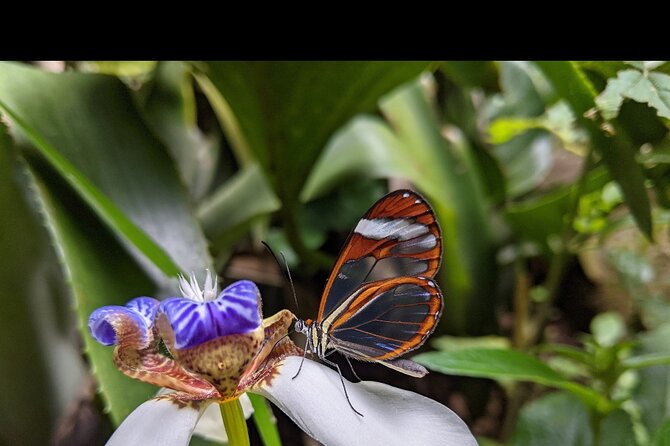 Monteverde Butterfly Gardens Tour - Accessibility and Logistics