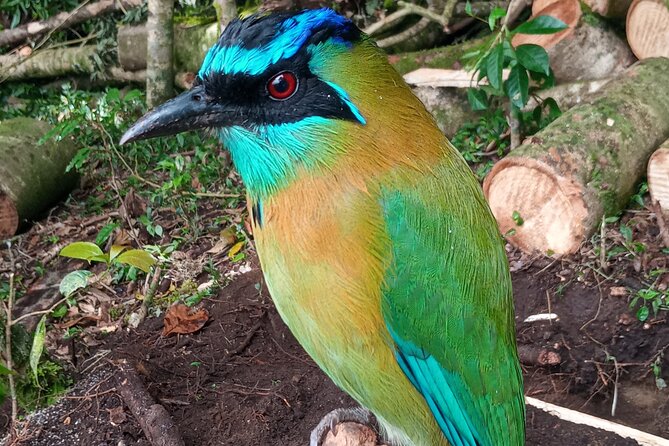 Monteverde Cloud Forest Nature Tour - Customer Reviews and Feedback