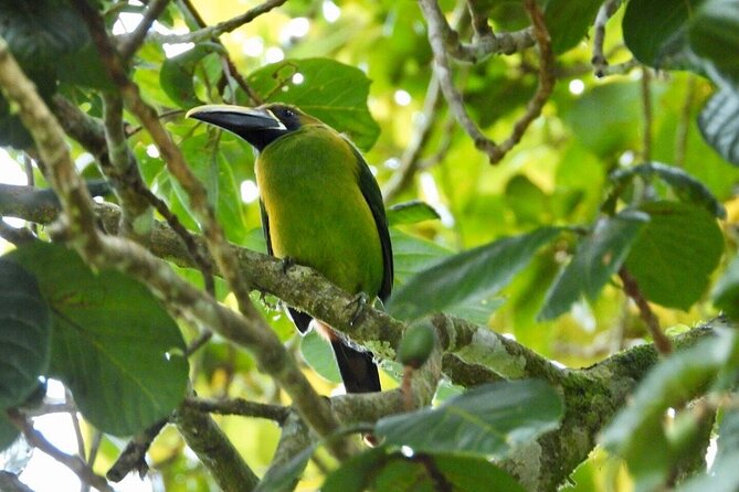 Monteverde Cloud Forest Reserve Morning Walk -Monteverde Wild- - Accessibility Information