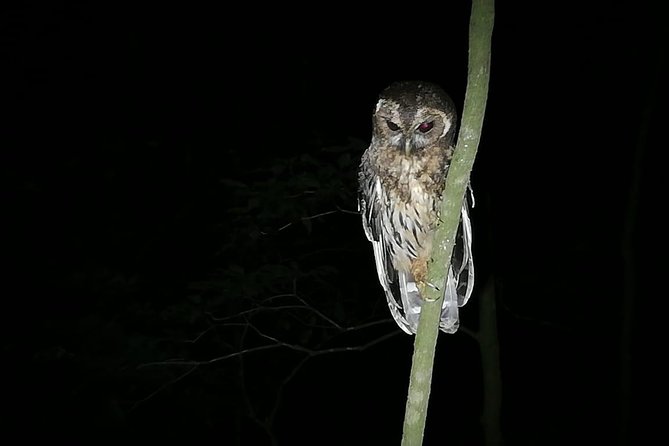 Monteverde Private Night Tour - Accessibility and Logistics