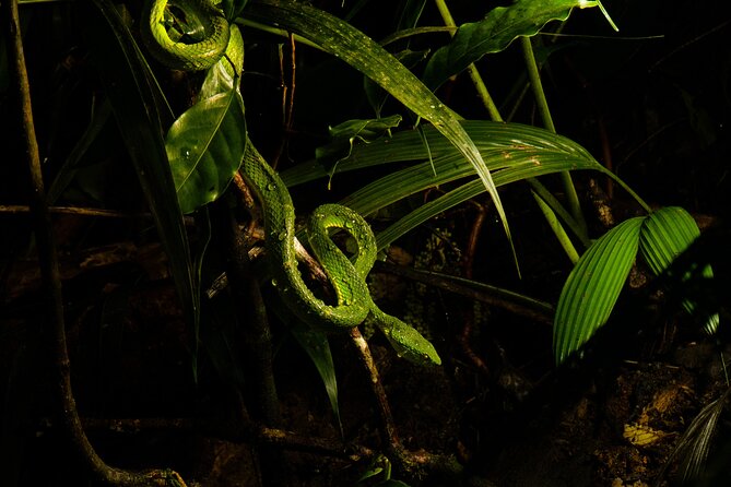 Monteverde Rain Forest Night Walk - What to Expect During the Tour
