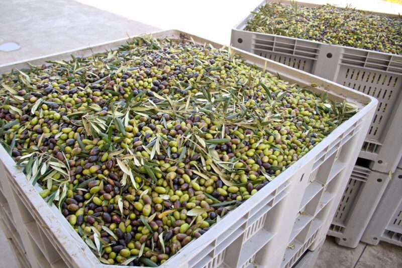 Nafplion: Olive Oil Tasting and Visit to Ancient Epidavros - Itinerary Highlights
