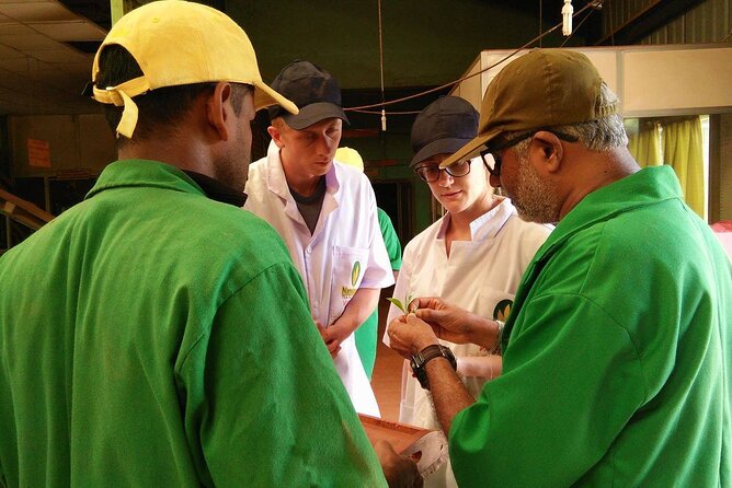 Nandana Tea Walking Tour in Sri Lanka - Tour Highlights