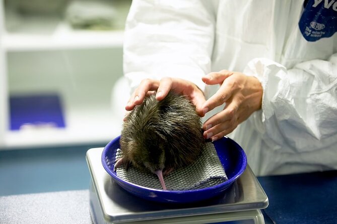National Kiwi Hatchery - Kiwi Encounter Tour - Highlights of the Encounter